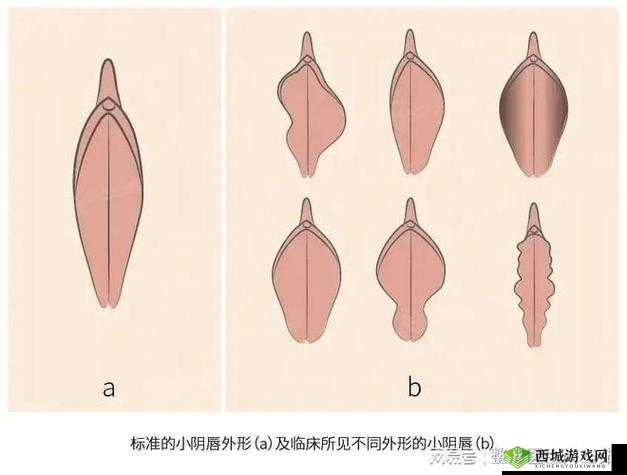 大陰蒂 BBwBBB 大陰唇的独特魅力